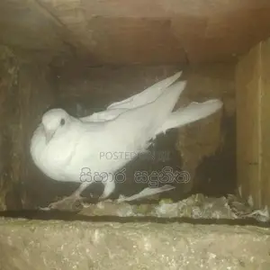 Pigeons
