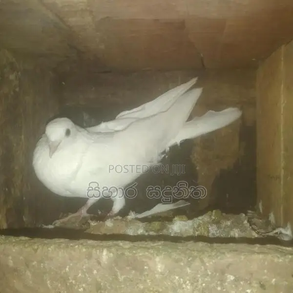 Pigeons