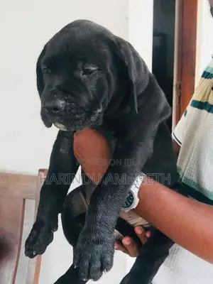 Cane Corso Puppies
