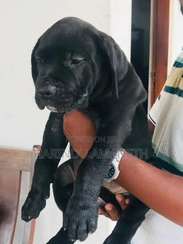 Cane Corso Puppies