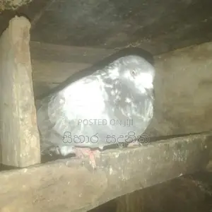 Pigeons