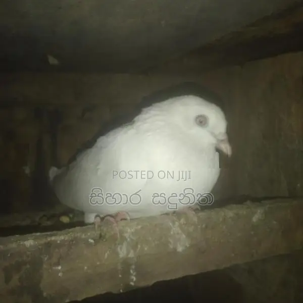 Pigeons