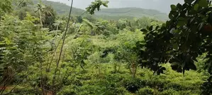 Land for Sale in Galigamuwa