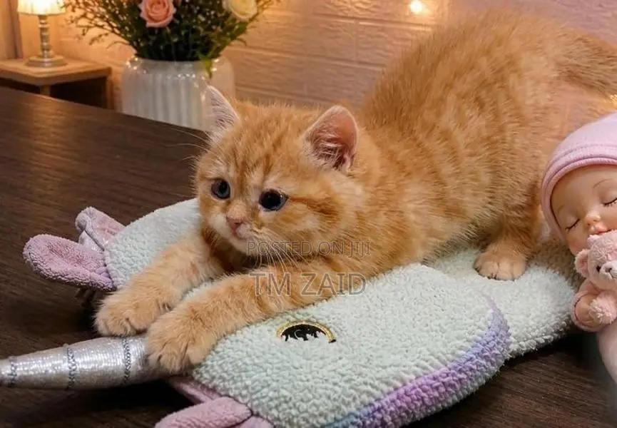 Persian Cat