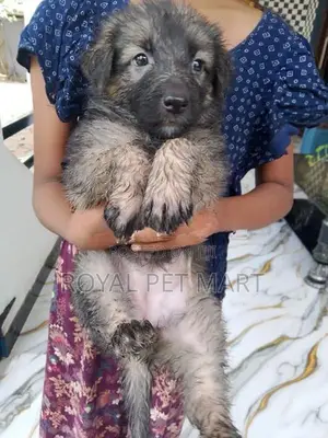 German shepherd Puppies
