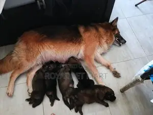 German shepherd Puppies