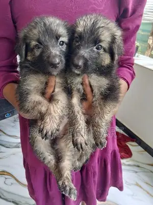 German shepherd Puppies
