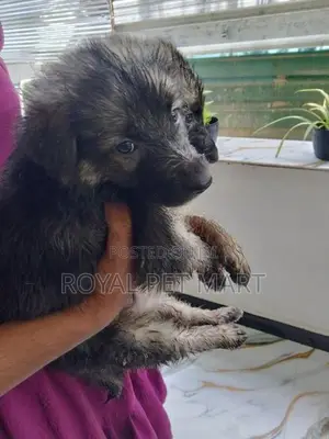 German shepherd Puppies