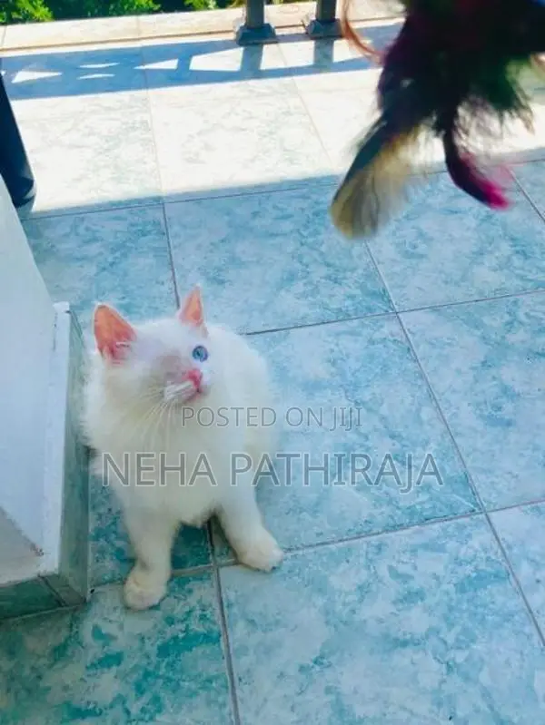 Persian Kitten