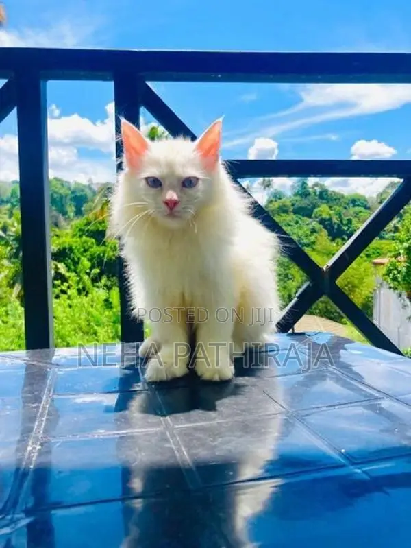 Persian Kitten