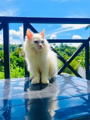 Persian Kitten