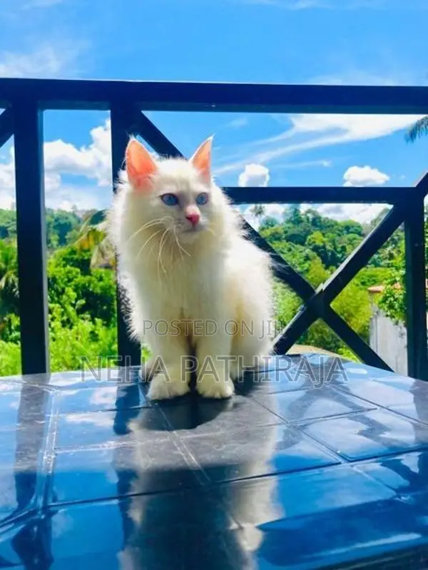 Persian Kitten