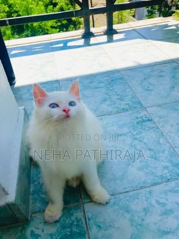 Persian Kitten