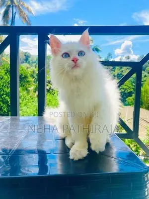 Persian Kitten