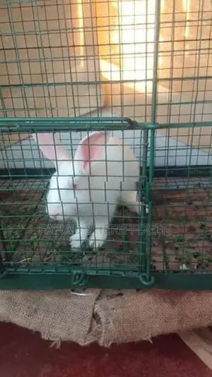 Rabbit Cage