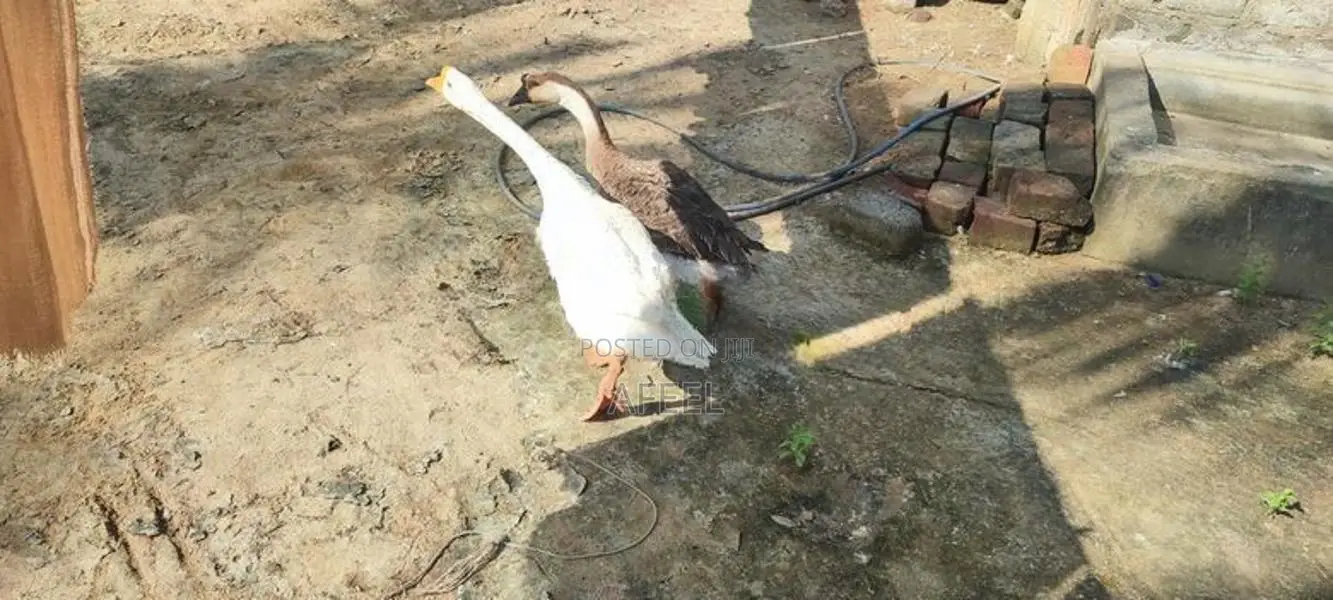 Goose Duck