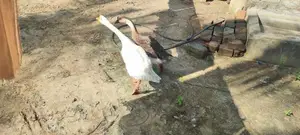 Goose Duck