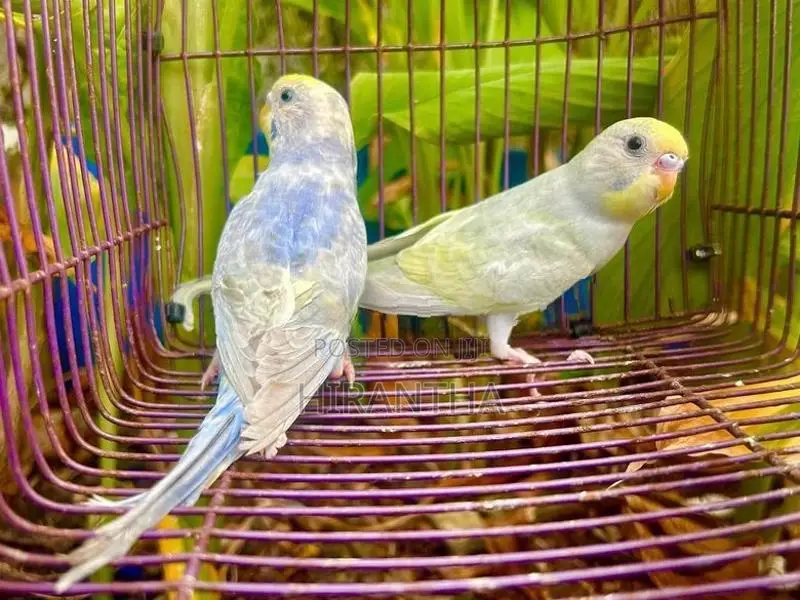 Rainbow Love Birds