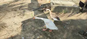 Goose Duck