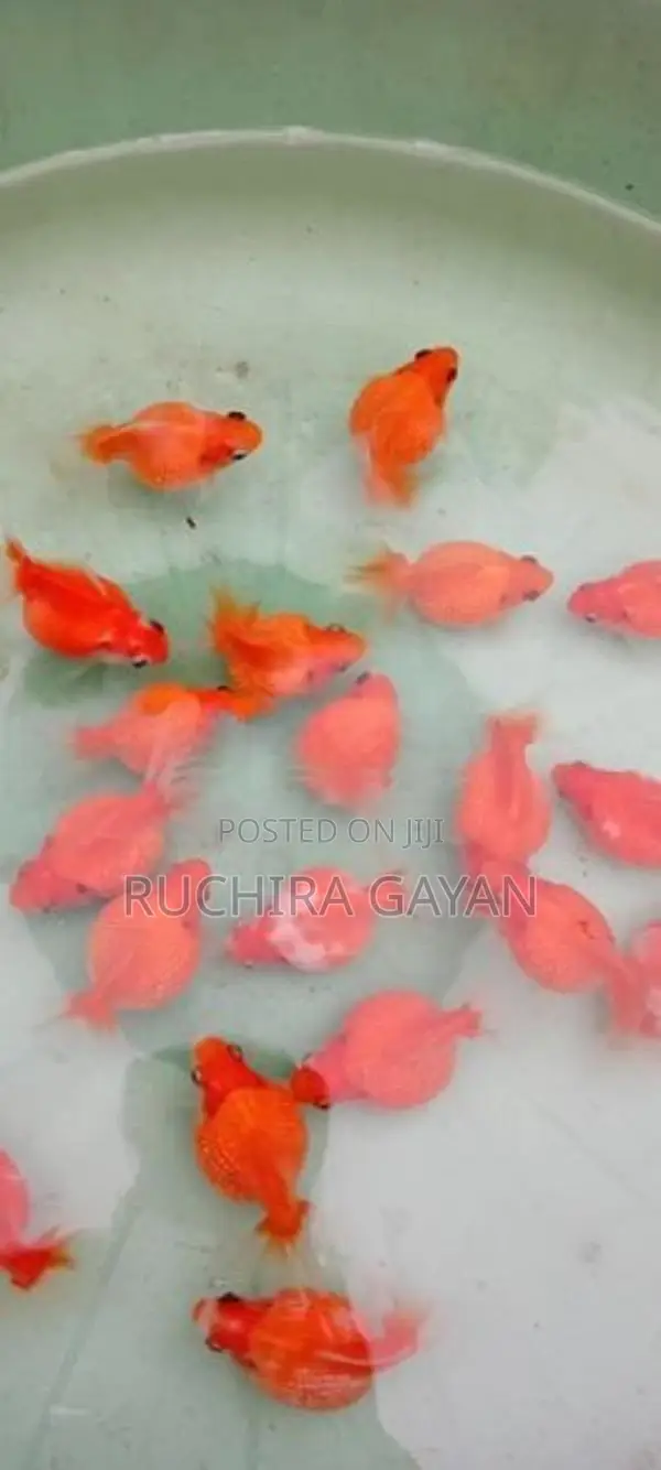 Pearlscale Gold Fish