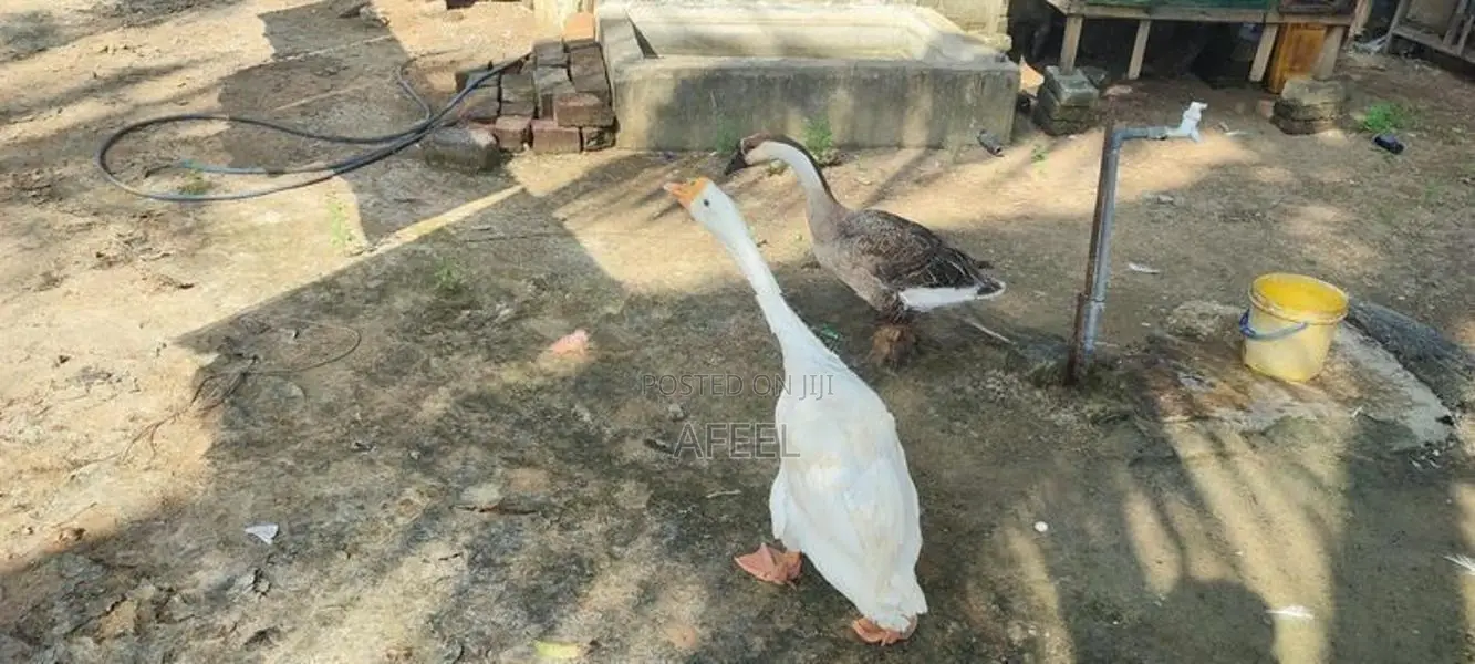 Goose Duck