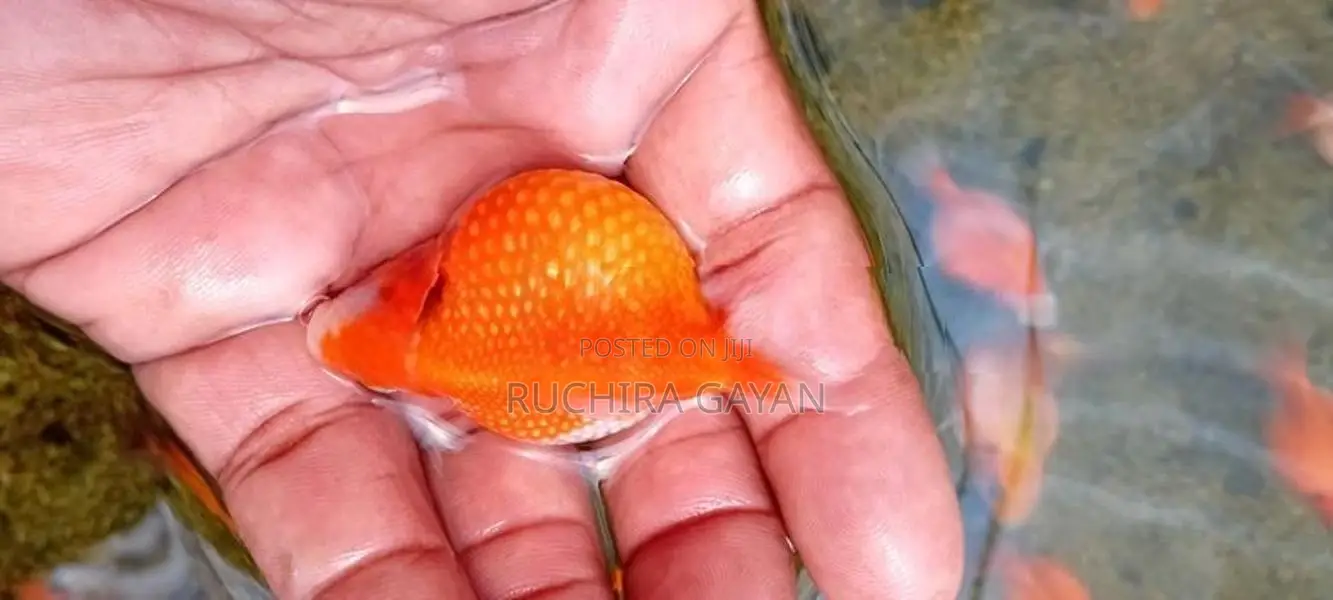 Pearlscale Gold Fish