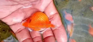 Pearlscale Gold Fish