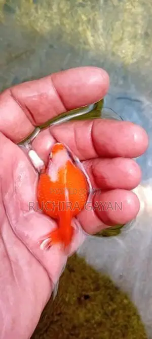 Pearlscale Gold Fish