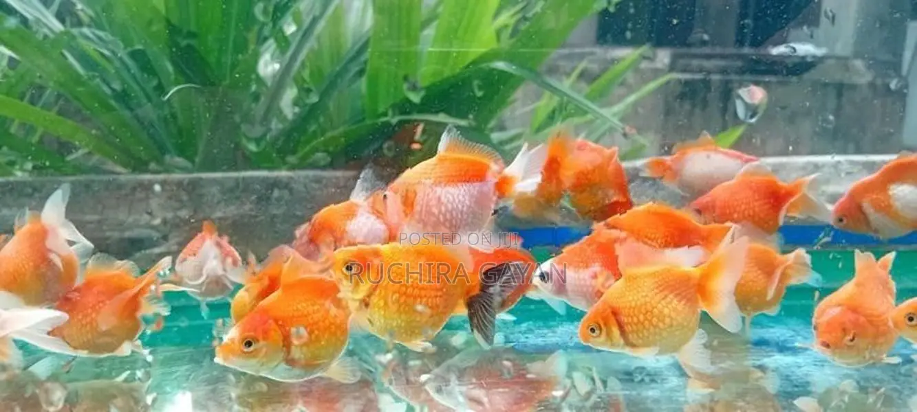 Pearlscale Gold Fish