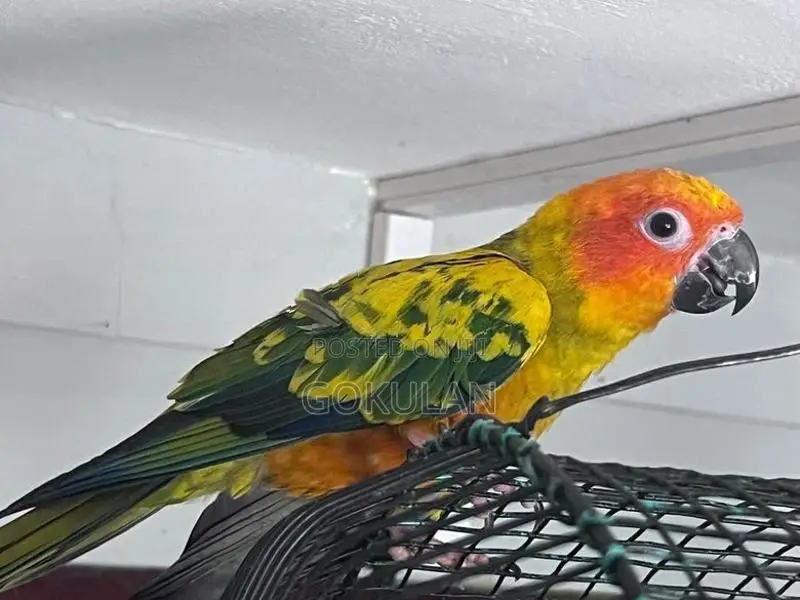 Sun Conure Bird Pair