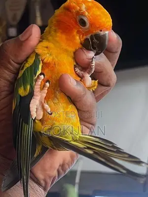 Sun Conure Bird Pair