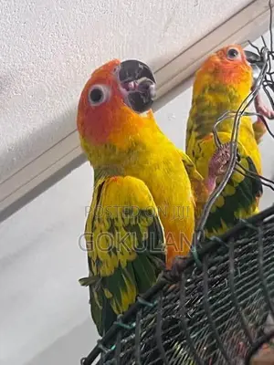 Sun Conure Bird Pair