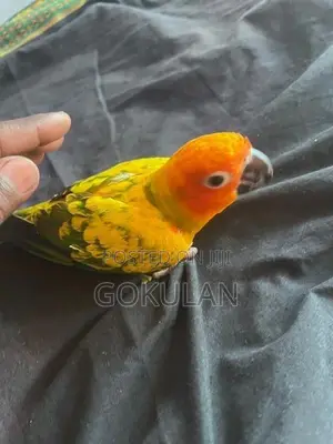 Sun Conure Bird Pair