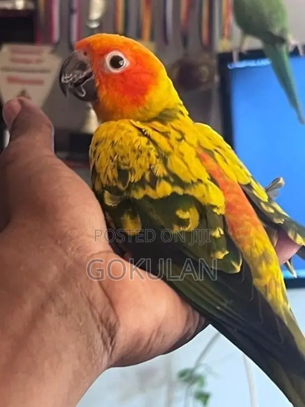 Sun Conure Bird Pair