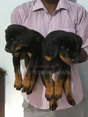 Rottweiler Puppy