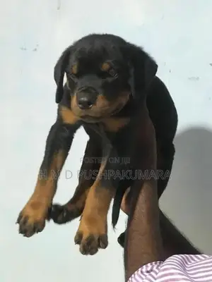 Rottweiler Puppy