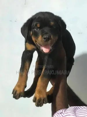 Rottweiler Puppy