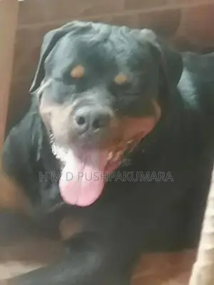 Rottweiler Puppy