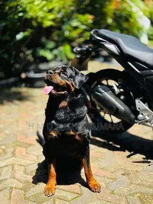 Rottweiler Puppy