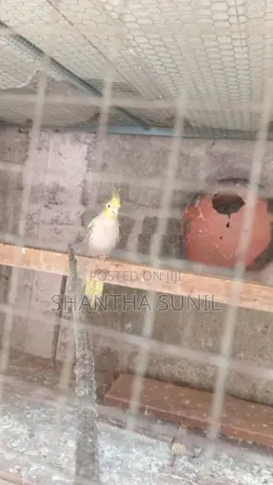 Cockatiel Birds