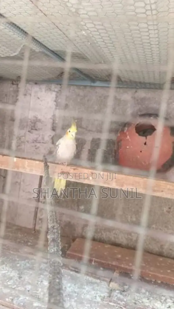 Cockatiel Birds