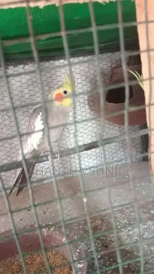 Cockatiel Birds