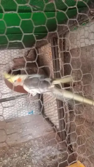 Cockatiel Birds