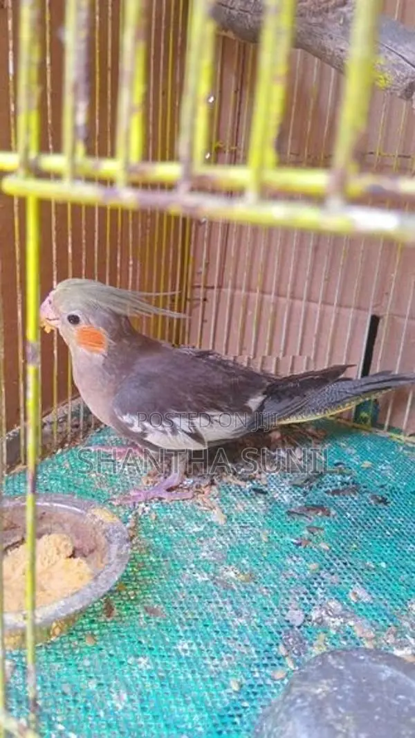 Cockatiel Birds