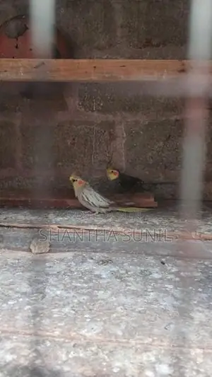 Cockatiel Birds