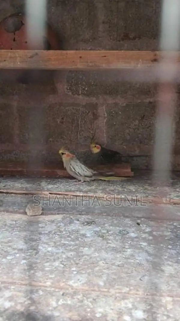 Cockatiel Birds