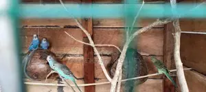 Love Birds