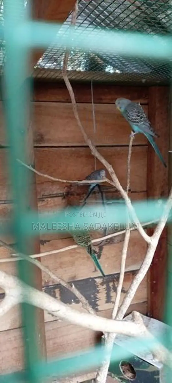 Love Birds