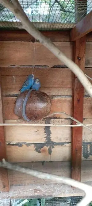 Love Birds