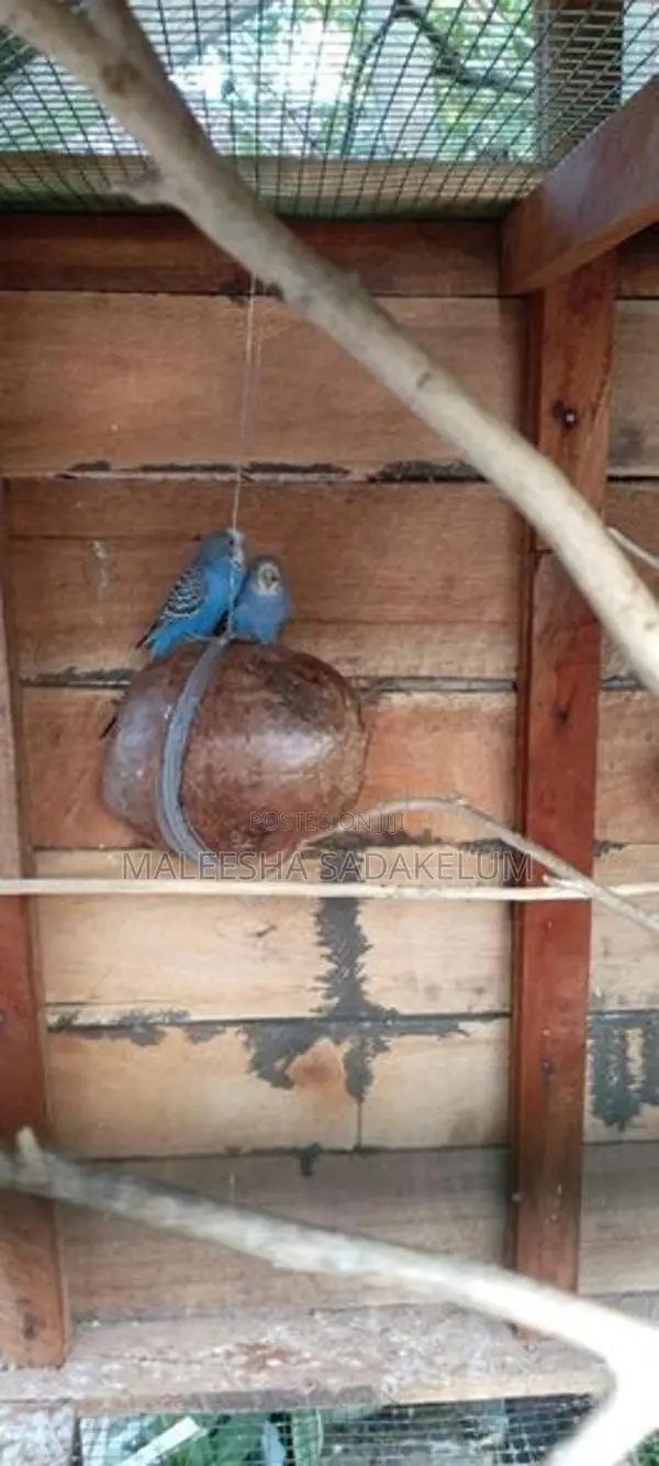 Love Birds
